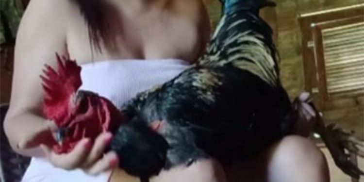 Mulher é investigada por suspeita de maus-tratos a animais no RN